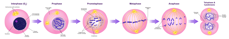 Stages of mitosis in dividing cells