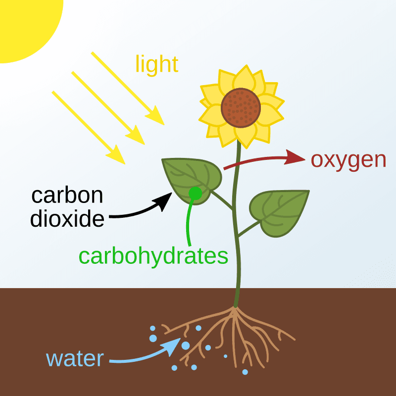 Plants performing photosynthesis in an ecosystem