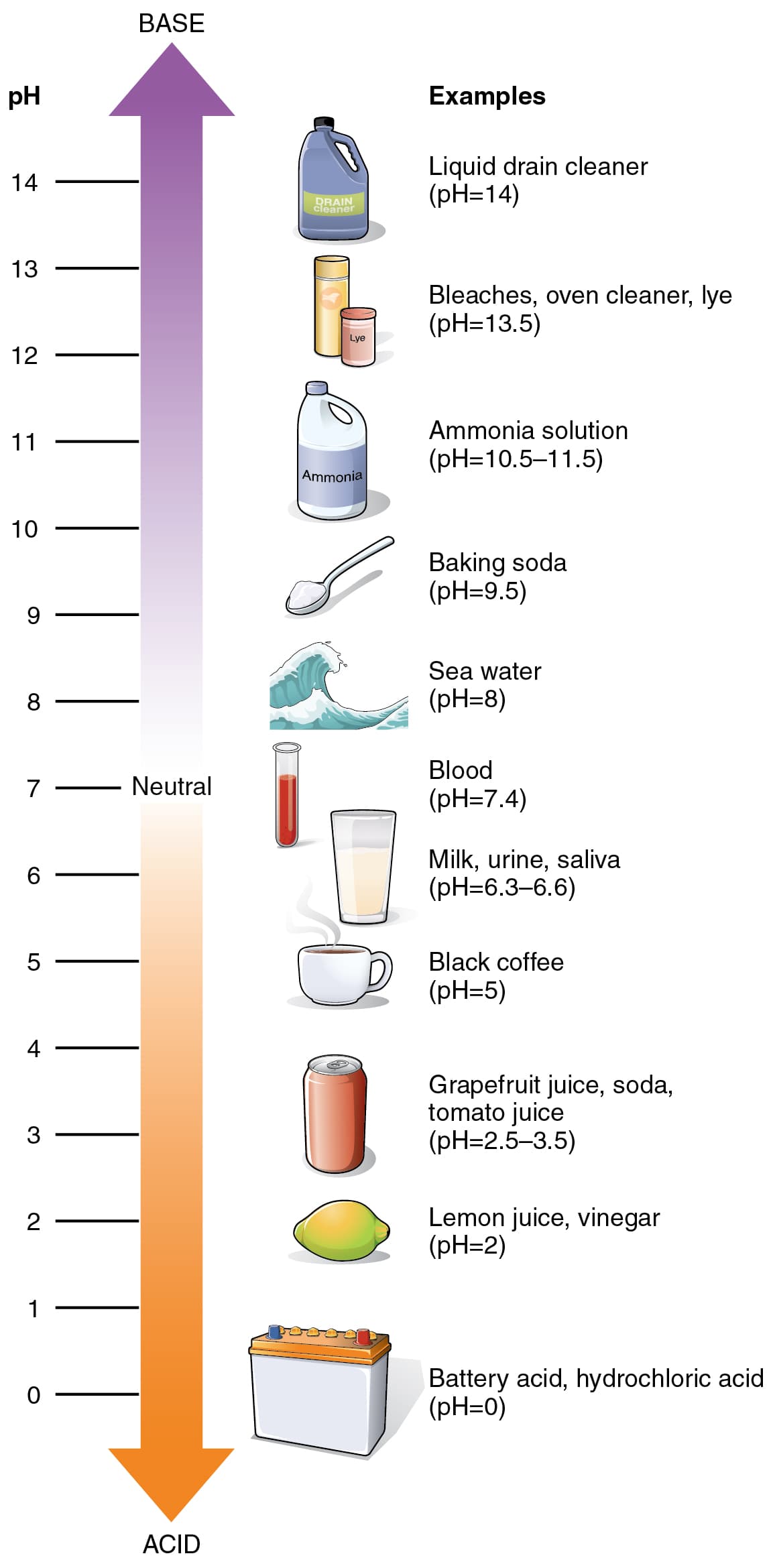The pH scale with common acids and bases