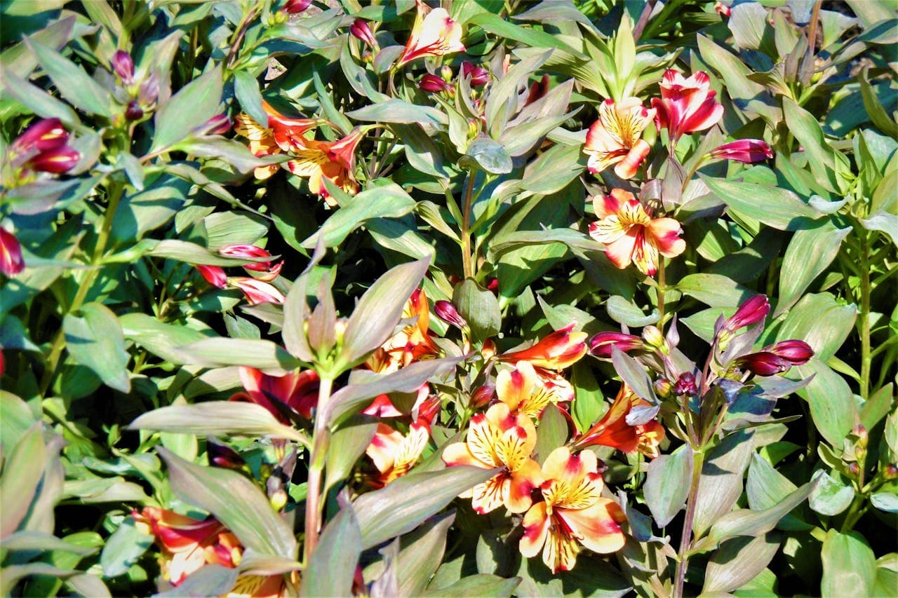 Democratic participation through voting